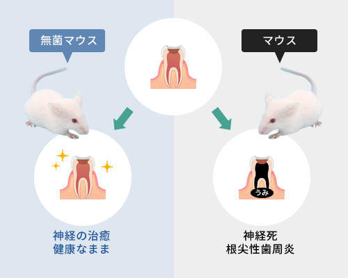 無菌マウスとマウス